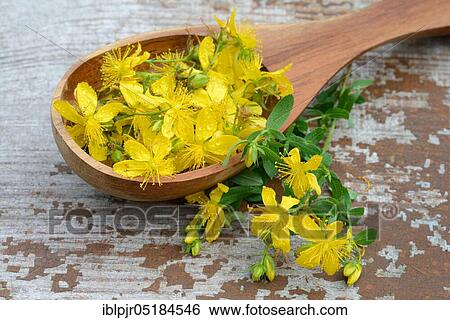 St. ( Hype rforatum) John's wort on wooden spoon, spotted St. John's wort View Large Photo Image Stock Photograph - St. ( Hype rforatum) John's wort on wooden spoon, spotted St. John's wort. Fotosearch