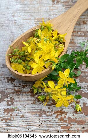 Stock Photography - St. ( Hype rforatum) John's wort on wooden spoon, spotted St. John's wort. Fotosearch
