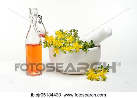 St. John's wort ( Hype rforatum) in grating bowl, St. John's wort oil, spotted St. John's wort View Large Photo Image Stock Image - St. John's wort ( Hype rforatum) in grating bowl, St. John's wort oil, spotted St. John's wort. Fotosearch