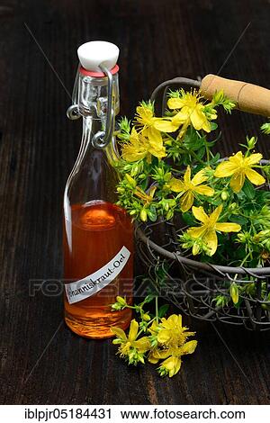 Stock Image - St. John's wort ( Hype rforatum) in wire basket, St. John's wort oil, spotted St. John's wort. Fotosearch