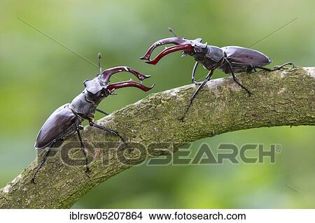 Picture - Stag beetle (Lucanus cervus) Lower Saxony, Germany, Europe. Fotosearch