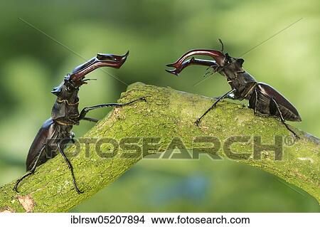 Stag beetle (Lucanus cervus) Lower Saxony, Germany, Europe View Large Photo Image Picture - Stag beetle (Lucanus cervus) Lower Saxony, Germany, Europe. Fotosearch