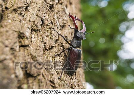 Stag beetle (Lucanus cervus) Lower Saxony, Germany, Europe View Large Photo Image Picture - Stag beetle (Lucanus cervus) Lower Saxony, Germany, Europe. Fotosearch