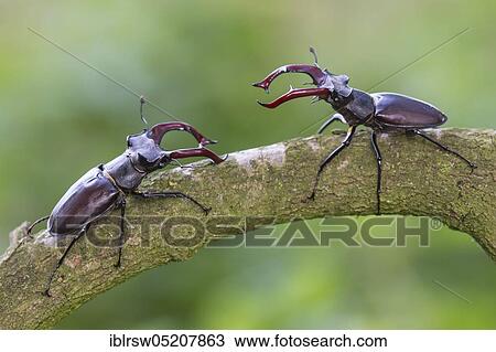 Stag beetle (Lucanus cervus) Lower Saxony, Germany, Europe View Large Photo Image Stock Image - Stag beetle (Lucanus cervus) Lower Saxony, Germany, Europe. Fotosearch