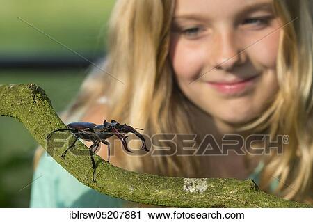 Stag beetle (Lucanus cervus) Lower Saxony, Germany, Europe View Large Photo Image Stock Image - Stag beetle (Lucanus cervus) Lower Saxony, Germany, Europe. Fotosearch