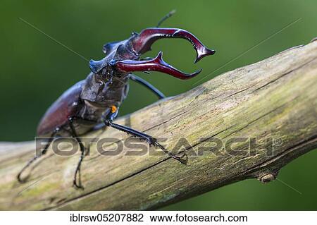 Stag beetle (Lucanus cervus) Lower Saxony, Germany, Europe View Large Photo Image Stock Image - Stag beetle (Lucanus cervus) Lower Saxony, Germany, Europe. Fotosearch