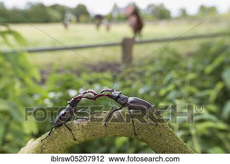 Stock Image - Stag beetle (Lucanus cervus) Lower Saxony, Germany, Europe. Fotosearch