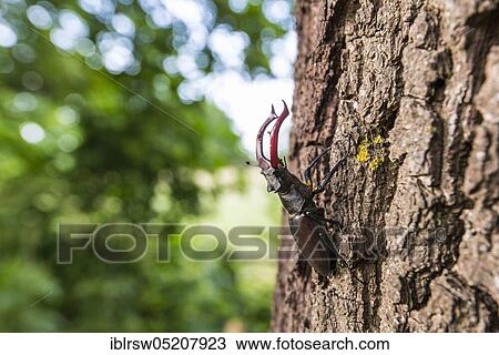 Stag beetle (Lucanus cervus) Lower Saxony, Germany, Europe View Large Photo Image Stock Image - Stag beetle (Lucanus cervus) Lower Saxony, Germany, Europe. Fotosearch