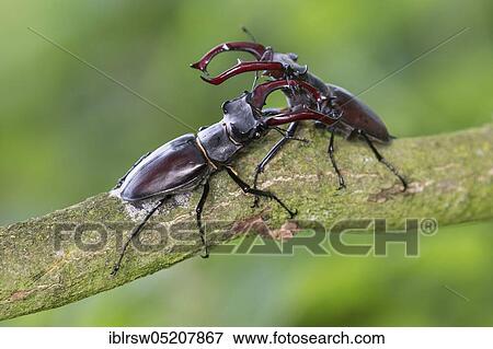 Stag beetle (Lucanus cervus) Lower Saxony, Germany, Europe View Large Photo Image Stock Photo - Stag beetle (Lucanus cervus) Lower Saxony, Germany, Europe. Fotosearch
