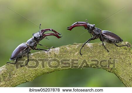 Stag beetle (Lucanus cervus) Lower Saxony, Germany, Europe View Large Photo Image Stock Photo - Stag beetle (Lucanus cervus) Lower Saxony, Germany, Europe. Fotosearch