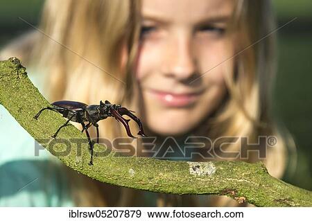 Stag beetle (Lucanus cervus) Lower Saxony, Germany, Europe View Large Photo Image Stock Photo - Stag beetle (Lucanus cervus) Lower Saxony, Germany, Europe. Fotosearch