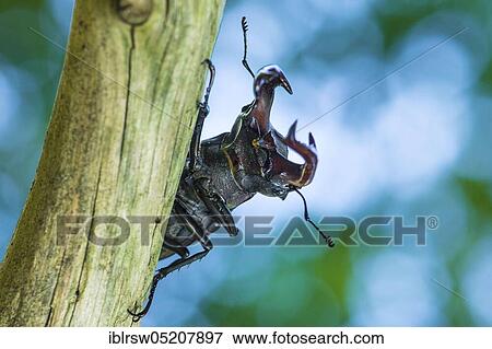 Stag beetle (Lucanus cervus) Lower Saxony, Germany, Europe View Large Photo Image Stock Photo - Stag beetle (Lucanus cervus) Lower Saxony, Germany, Europe. Fotosearch