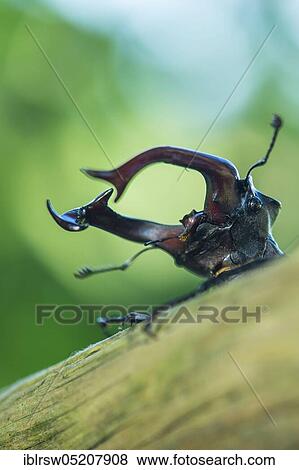 Stock Photo - Stag beetle (Lucanus cervus) Lower Saxony, Germany, Europe. Fotosearch