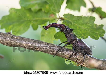 Stag beetle (Lucanus cervus) Lower Saxony, Germany, Europe View Large Photo Image Stock Photo - Stag beetle (Lucanus cervus) Lower Saxony, Germany, Europe. Fotosearch