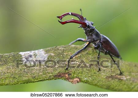 Stock Photograph - Stag beetle (Lucanus cervus) Lower Saxony, Germany, Europe. Fotosearch