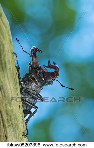 Stag beetle (Lucanus cervus) Lower Saxony, Germany, Europe View Large Photo Image Stock Photograph - Stag beetle (Lucanus cervus) Lower Saxony, Germany, Europe. Fotosearch