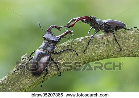 Stag beetle (Lucanus cervus) Lower Saxony, Germany, Europe View Large Photo Image Stock Photography - Stag beetle (Lucanus cervus) Lower Saxony, Germany, Europe. Fotosearch