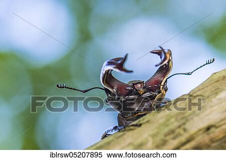 Stag beetle (Lucanus cervus) Lower Saxony, Germany, Europe View Large Photo Image Stock Photography - Stag beetle (Lucanus cervus) Lower Saxony, Germany, Europe. Fotosearch