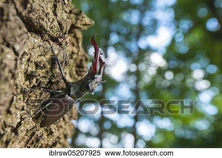 Stag beetle (Lucanus cervus) Lower Saxony, Germany, Europe View Large Photo Image Stock Photography - Stag beetle (Lucanus cervus) Lower Saxony, Germany, Europe. Fotosearch