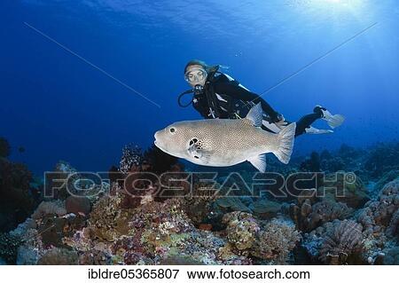 Stock Photo - Star puffer (Arothron stellatus) and diver, Kai Islands, Moluccas, Indonesia, Asia. Fotosearch