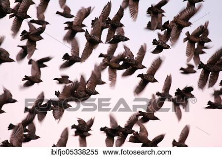 Starling (Sturnus vulgaris), flock of birds, migratory birds, Rhineland-Palatinate, Germany, Europe View Large Photo Image Stock Photography - Starling (Sturnus vulgaris), flock of birds, migratory birds, Rhineland-Palatinate, Germany, Europe. Fotosearch