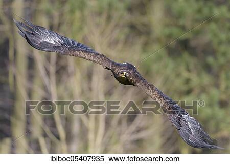 Stock Photography - Steppe eagle (Aquila nipalensis), Germany, Europe. Fotosearch