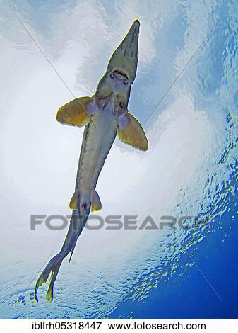 Sterlet (Acipenser ruthenus), Germany, Europe View Large Photo Image Stock Photo - Sterlet (Acipenser ruthenus), Germany, Europe. Fotosearch