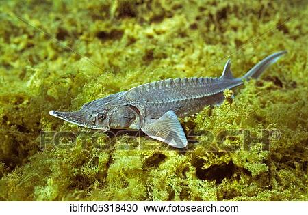 Stock Image - Sterlet (Acipenser ruthenus), Baden-Württemberg, Germany, Europe. Fotosearch