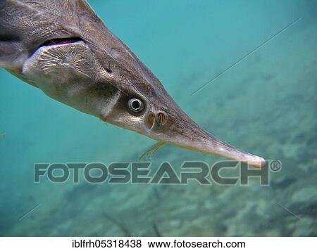 Stock Photo - Sterlet (Acipenser ruthenus), Baden-Württemberg, Germany, Europe. Fotosearch