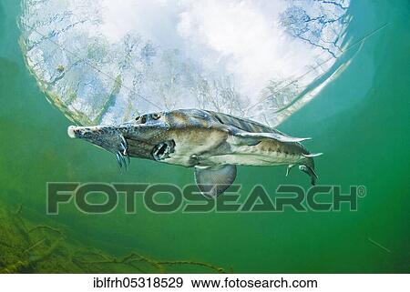 Stock Photo - Sterlet (Acipenser ruthenus), Baden-Württemberg, Germany, Europe. Fotosearch