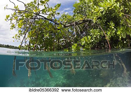 Stilt roots of a mangrove tree (Rhizophora), Russell Islands, Solomon Islands, Oceania View Large Photo Image Stock Image - Stilt roots of a mangrove tree (Rhizophora), Russell Islands, Solomon Islands, Oceania. Fotosearch