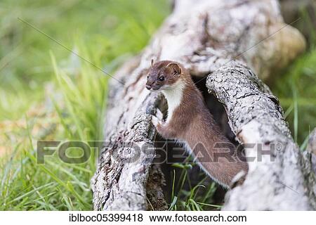Stock Photo - Stoat (Mustela erminea) male, Lower Saxony, Germany, Europe. Fotosearch