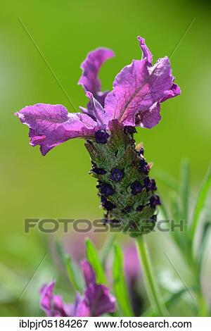 Stoechas Lavender or Topped Lavender (Lavandula stoechas) View Large Photo Image Stock Photo - Stoechas Lavender or Topped Lavender (Lavandula stoechas). Fotosearch