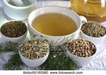 Stomach tea, Caraway (Carum carvi), Fennel (Foeniculum vulgare), Aniseed (Pimpinella anisum), Coriander (Coriandrum sativum) View Large Photo Image Stock Image - Stomach tea, Caraway (Carum carvi), Fennel (Foeniculum vulgare), Aniseed (Pimpinella anisum), Coriander (Coriandrum sativum). Fotosearch