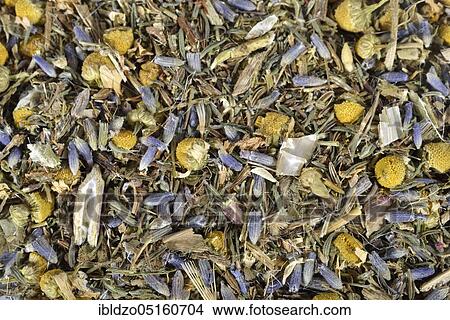 Stomach tea, Cnicus (Cnicus benedictus) centaury, chamomile, chamomile flowers, thyme leaves, fruits, Carawayaniseed, aniseed, lavender flowers (Centaurium erythraea) (Matricaria chamomilla), Thymus pulegioides (Carum carvi) View Large Photo Image Picture - Stomach tea, Cnicus (Cnicus benedictus) centaury, chamomile, chamomile flowers, thyme leaves, fruits, Carawayaniseed, aniseed, lavender flowers (Centaurium erythraea) (Matricaria chamomilla), Thymus pulegioides (Carum carvi). Fotosearch
