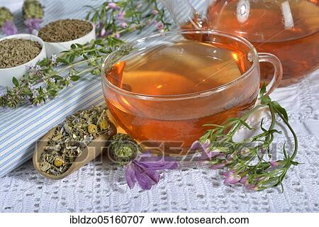 Stomach tea, Cnicus (Cnicus benedictus), Centaurium pulchellum, chamomile, chamomile flowers, thyme leaves, fruits, Caraway, aniseed fruits, aniseed, lavender flowers (Centaurium erythraea) (Matricaria chamomilla), Thymus pulegioides (Carum carvi) View Large Photo Image Stock Photo - Stomach tea, Cnicus (Cnicus benedictus), Centaurium pulchellum, chamomile, chamomile flowers, thyme leaves, fruits, Caraway, aniseed fruits, aniseed, lavender flowers (Centaurium erythraea) (Matricaria chamomilla), Thymus pulegioides (Carum carvi). Fotosearch