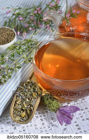Stock Photo - Stomach tea, Cnicus (Cnicus benedictus), Centaurium pulchellum, chamomile, chamomile flowers, thyme leaves, fruits, Caraway, aniseed fruits, aniseed, lavender flowers (Centaurium erythraea) (Matricaria chamomilla), Thymus pulegioides (Carum carvi). Fotosearch