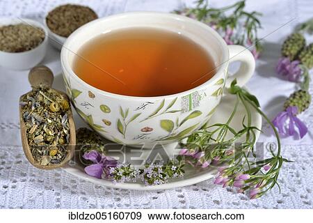 Stomach tea, Cnicus (Cnicus benedictus), Centaurium pulchellum, chamomile, chamomile flowers, thyme leaves, fruits, Caraway, aniseed fruits, aniseed, lavender flowers (Centaurium erythraea) (Matricaria chamomilla), Thymus pulegioides (Carum carvi) View Large Photo Image Stock Photo - Stomach tea, Cnicus (Cnicus benedictus), Centaurium pulchellum, chamomile, chamomile flowers, thyme leaves, fruits, Caraway, aniseed fruits, aniseed, lavender flowers (Centaurium erythraea) (Matricaria chamomilla), Thymus pulegioides (Carum carvi). Fotosearch