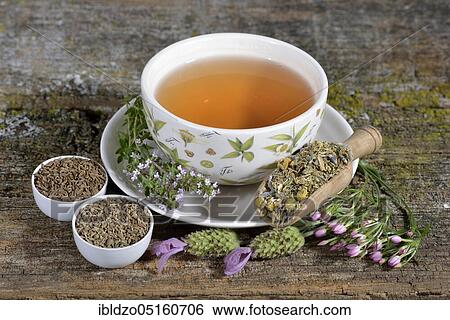Stomach tea, Cnicus (Cnicus benedictus), Centaurium pulchellum, chamomile, chamomile flowers, thyme leaves, fruits, Caraway, aniseed fruits, aniseed, lavender flowers (Centaurium erythraea) (Matricaria chamomilla), Thymus pulegioides (Carum carvi) View Large Photo Image Stock Photograph - Stomach tea, Cnicus (Cnicus benedictus), Centaurium pulchellum, chamomile, chamomile flowers, thyme leaves, fruits, Caraway, aniseed fruits, aniseed, lavender flowers (Centaurium erythraea) (Matricaria chamomilla), Thymus pulegioides (Carum carvi). Fotosearch