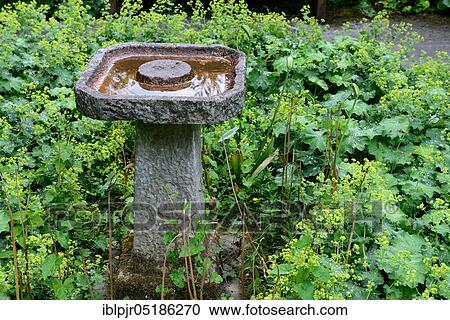 Stone bird bath in garden, lady's mantle ( Alchemilla vulgaris) View Large Photo Image Stock Image - Stone bird bath in garden, lady's mantle ( Alchemilla vulgaris). Fotosearch