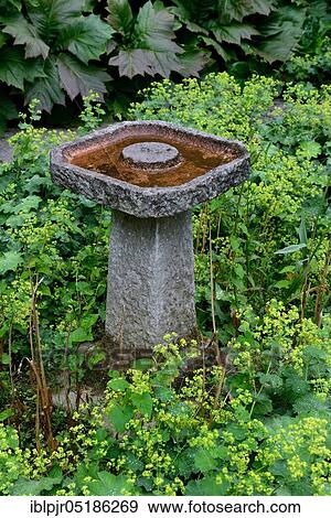Stone bird bath in garden, lady's mantle ( Alchemilla vulgaris) View Large Photo Image Stock Photo - Stone bird bath in garden, lady's mantle ( Alchemilla vulgaris). Fotosearch