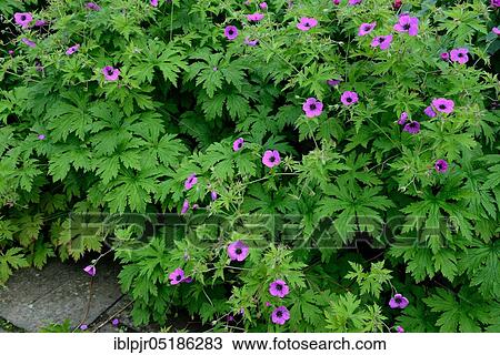 Storkbill in flowerbed ( Geranium pratense) View Large Photo Image Stock Image - Storkbill in flowerbed ( Geranium pratense). Fotosearch