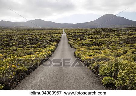 Straight sealed tarmac road crossing lava flows, Malpais de Corona, Lanzarote, Canary Islands, Spain, Europe View Large Photo Image Stock Photo - Straight sealed tarmac road crossing lava flows, Malpais de Corona, Lanzarote, Canary Islands, Spain, Europe. Fotosearch
