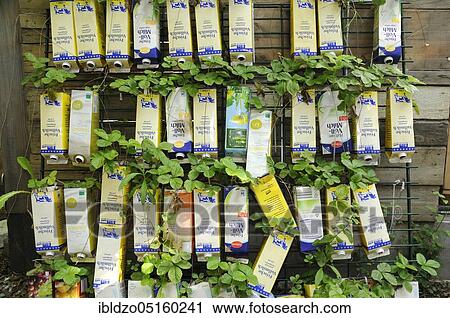 Strawberries planted in package (Fragaria x ananassa) View Large Photo Image Stock Image - Strawberries planted in package (Fragaria x ananassa). Fotosearch