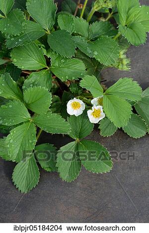 Strawberry plant with foil covering, variety May Queen, May Queen, May Queen, Scarlet Strawberry View Large Photo Image Picture - Strawberry plant with foil covering, variety May Queen, May Queen, May Queen, Scarlet Strawberry. Fotosearch
