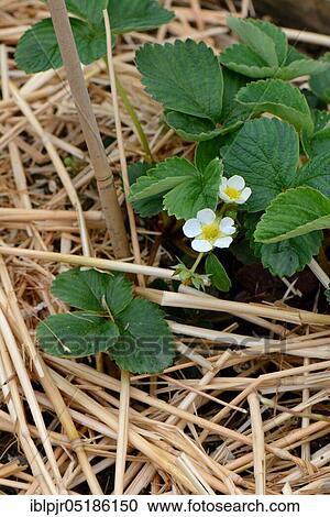 Stock Image - Strawberry plant with straw base, strawberry cultivation ( Fragaria) sp., variety Mieze Schindler. Fotosearch