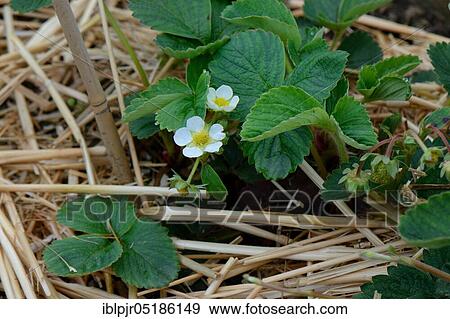 Strawberry plant with straw base, strawberry cultivation ( Fragaria) sp., variety Mieze Schindler View Large Photo Image Stock Photo - Strawberry plant with straw base, strawberry cultivation ( Fragaria) sp., variety Mieze Schindler. Fotosearch