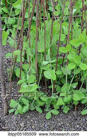 Sugar Pea (Pisum sativum), variety Winterkefe Frieda Welten, cultivation, climbing aid View Large Photo Image Stock Photo - Sugar Pea (Pisum sativum), variety Winterkefe Frieda Welten, cultivation, climbing aid. Fotosearch
