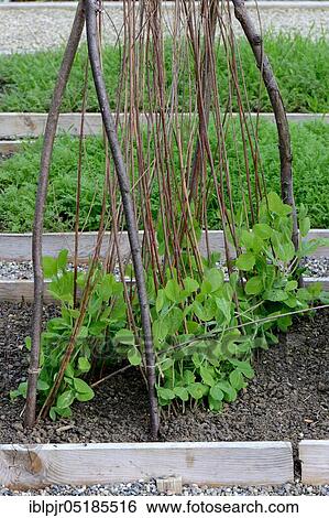 Sugar Pea (Pisum sativum), variety Winterkefe Frieda Welten, cultivation, climbing aid View Large Photo Image Stock Photograph - Sugar Pea (Pisum sativum), variety Winterkefe Frieda Welten, cultivation, climbing aid. Fotosearch