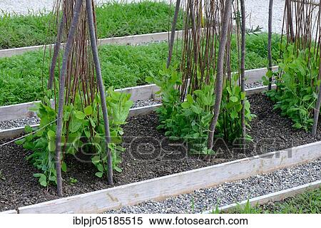 Sugar Pea (Pisum sativum), variety Winterkefe Frieda Welten, cultivation, climbing aid View Large Photo Image Stock Photography - Sugar Pea (Pisum sativum), variety Winterkefe Frieda Welten, cultivation, climbing aid. Fotosearch
